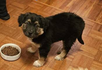 Bernese Mountain Dog Dogs Available for Adoption - Fireball | PetCurious