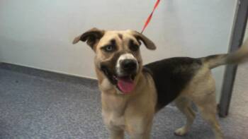 German Shepherd Dog and Siberian Husky Dogs Available for Adoption - A1260468 | PetCurious