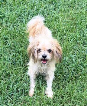 Bengi -  Terrier Dog for Adoption in Carthage, North Carolina - Bengi | PetCurious
