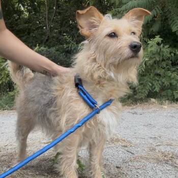 Ryah -  Mixed Breed Dog for Adoption in Jeffersonville, Indiana - Ryah | PetCurious