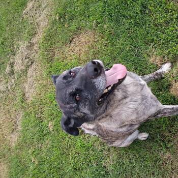 Timber -  Shepherd Dog for Adoption in Salisbury, Maryland - Timber | PetCurious