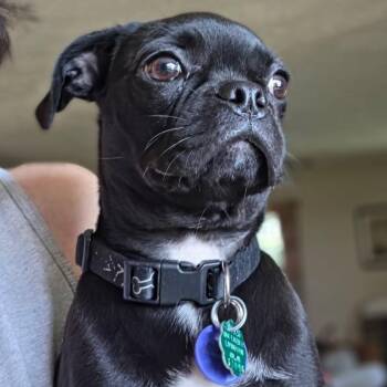Betty - COMING SOON -  Pug and Boston Terrier Dog for Adoption in Fowlerville, Michigan - Betty - COMING SOON | PetCurious