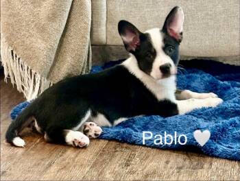 Pablo -  French Bulldog and American Eskimo Dog Dog for Adoption in Rockwall, Texas - Pablo | PetCurious