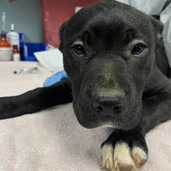 Boxer and Labrador Retriever Dogs Available for Adoption - Flow | PetCurious