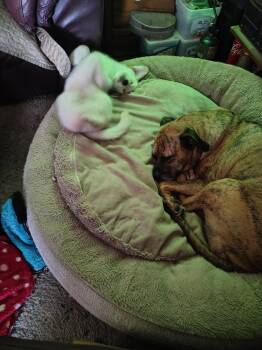 HONEY #15 -  Shepherd Dog for Adoption in Chandler, Arizona - HONEY #15 | PetCurious