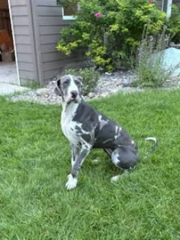 Rescue Great Dane Dogs for Adoption in Polson, Montana - Kayla | PetCurious