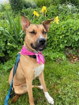 Iris - ADOPTION FEE SPONSORED -  Husky Dog for Adoption in Pembroke, Massachusetts - Iris - ADOPTION FEE SPONSORED | PetCurious