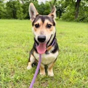 Cardigan Welsh Corgi and Husky Dogs Available for Adoption in Stillwater, Oklahoma - Chase | PetCurious