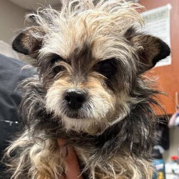 Terrier Dogs Available for Adoption in Yuma, Arizona - Mary Poppins | PetCurious