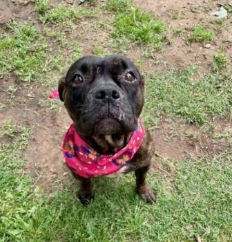 Pit Bull Terrier and Mixed Breed Dogs Available for Adoption in Tulsa, Oklahoma - VIOLET | PetCurious