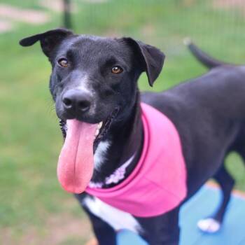 ROBINSON -  Terrier Dog for Adoption in San Antonio, Texas - ROBINSON | PetCurious