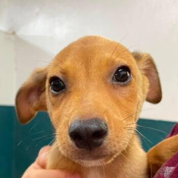 Paulie (20260716-03) -  Mixed Breed Dog for Adoption in Niagara Falls, Ontario - Paulie (20260716-03) | PetCurious
