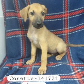 Cosette -  Shepherd Dog for Adoption in New Tazewell, Tennessee - Cosette | PetCurious