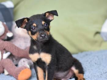 Louis -  Dachshund Dog for Adoption in The Woodlands, Texas - Louis | PetCurious