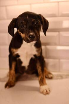 Boxer Dogs Available for Adoption - Elsa | PetCurious