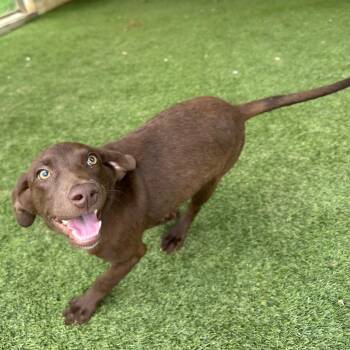 Jolene 3696 -  Labrador Retriever and Mixed Breed Dog Available for Adoption in Loxahatchee Groves, Florida - Jolene 3696 | PetCurious