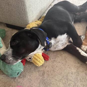 Budd D11338 -  Australian Cattle Dog Blue Heeler and Beagle Dog for Adoption - Budd D11338 | PetCurious
