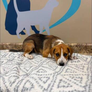 Bella -  Beagle and Mixed Breed Dog for Adoption - Bella | PetCurious