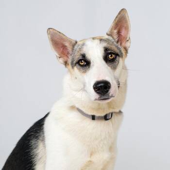 Yukon -  Husky and Shepherd Dog for Adoption in Palm Springs, California - Yukon | PetCurious