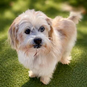 Shih Tzu Dogs Available for Adoption - Agnes: The Toothless Cutie | PetCurious