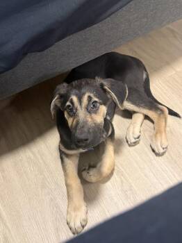 UNO -  Shepherd Dog for Adoption in Broomfield, Colorado - UNO | PetCurious
