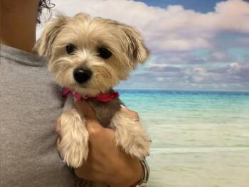 RUBYANN -  Yorkshire Terrier Dog for Adoption in Doral, Florida - RUBYANN | PetCurious