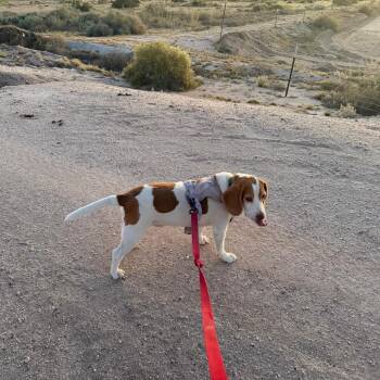 Beagle Dogs Available for Adoption - Manchas | PetCurious