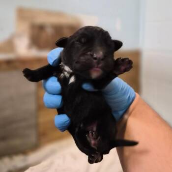 Cappuccino -  Cane Corso Dog for Adoption in Wahiawa, Hawaii - Cappuccino | PetCurious