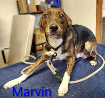 Terrier and Dachshund Dogs Available for Adoption in Mena, Arkansas - Marvin | PetCurious