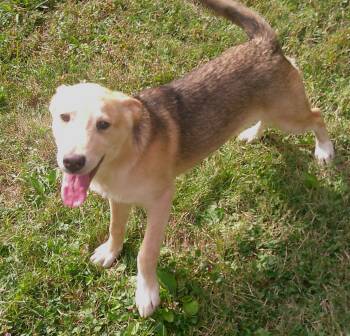 Rescue Labrador Retriever and Siberian Husky Dogs for Adoption in Watertown, Connecticut - Jackie Collins | PetCurious