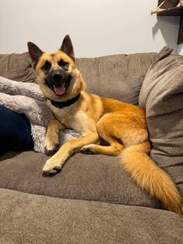 German Shepherd Dog Dogs Available for Adoption - Zane  | PetCurious