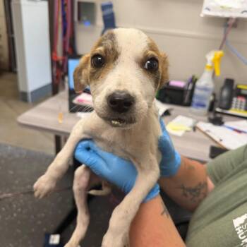 Mustard -  Mixed Breed Dog for Adoption in Columbiana, Alabama - Mustard | PetCurious