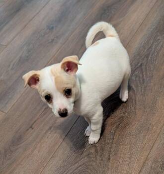 Chihuahua Dogs Available for Adoption in The Woodlands, Texas - Betsy | PetCurious