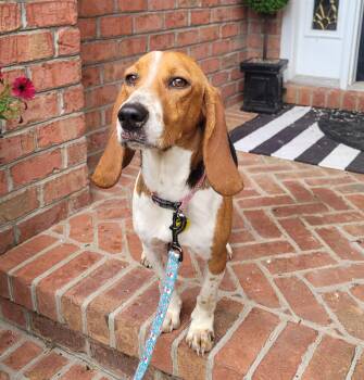 Rescue Beagle and Basset Hound Dogs for Adoption in Catlettsburg, Kentucky - Thelma | PetCurious
