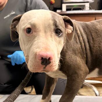 Mixed Breed Dogs Available for Adoption in Summerville, South Carolina - Void | PetCurious