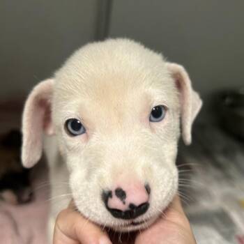 Roots -  Mixed Breed Dog for Adoption in Guaynabo, Guaynabo - Roots | PetCurious