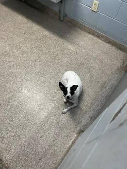 Charlie -  Smooth Fox Terrier and Chihuahua Dog for Adoption in Troy, Ohio - Charlie | PetCurious