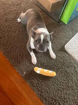 Boston Terrier and French Bulldog Dogs Available for Adoption - Murphy | PetCurious