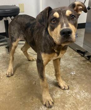 Catahoula Leopard Dog and Pit Bull Terrier Dogs Available for Adoption in Lockhart, Texas - Scarlett O
