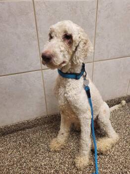 Charlie -  Goldendoodle Dog for Adoption in Salisbury, North Carolina - Charlie | PetCurious