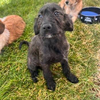 Jesse -  Australian Shepherd and Mixed Breed Dog for Adoption in Murray, Utah - Jesse | PetCurious