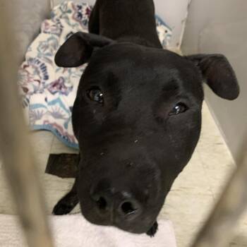 Rescue Black Labrador Retriever and Mixed Breed Dogs for Adoption in East St. Louis, Illinois - Jasmina | PetCurious