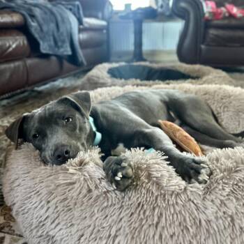 Lil Bit -  Labrador Retriever and Weimaraner Dog for Adoption in Abbotsford, British Columbia - Lil Bit | PetCurious