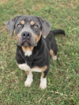 Rescue Mixed Breed Dogs for Adoption in New Berlin, Wisconsin - MILO   $375 | PetCurious