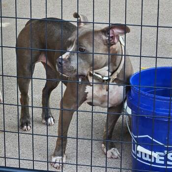 Ellie -  Pit Bull Terrier and Mixed Breed Dog for Adoption in Lake Jackson, Texas - Ellie | PetCurious