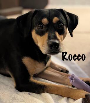 Chihuahua and American Staffordshire Terrier Dogs Available for Adoption - Rocco - Adopter Of Foster Needed! | PetCurious