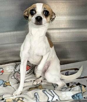 Chihuahua Dogs Available for Adoption in Newport, Tennessee - Peace | PetCurious