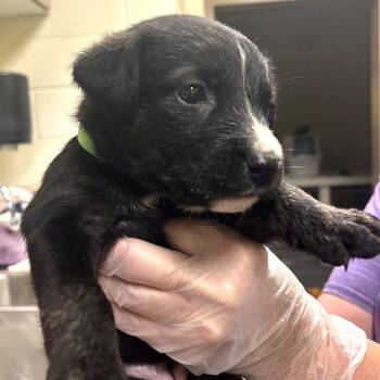 Mako -  Mixed Breed Dog for Adoption in Asheville, North Carolina - Mako | PetCurious