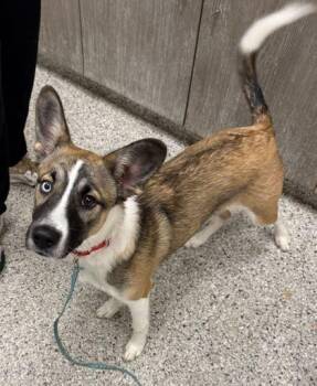 McDonald -  Mixed Breed Dog Available for Adoption in Kansas City, Missouri - McDonald | PetCurious