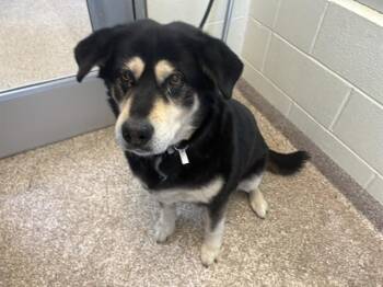 Siberian Husky and Basset Hound Dogs Available for Adoption in Colorado Springs, Colorado - SOUTH PAW | PetCurious